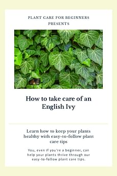 How to take care of an English Ivy