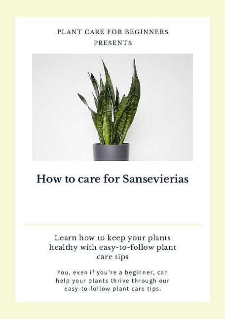 How to care for Sansevierias