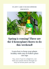 Spring is coming! These are the 2 houseplant chores to do this weekend!