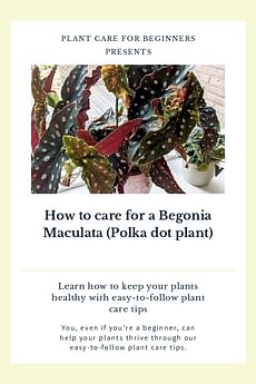 How to care for a Begonia Maculata (Polka dot plant)