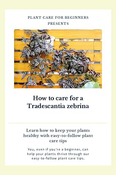 How to care for a Tradescantia zebrina