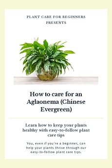 How to care for an Aglaonema (Chinese Evergreen)