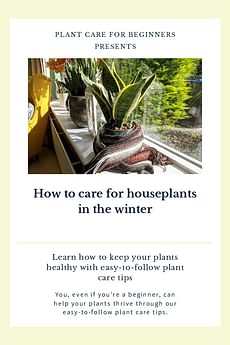 How to care for houseplants in the winter