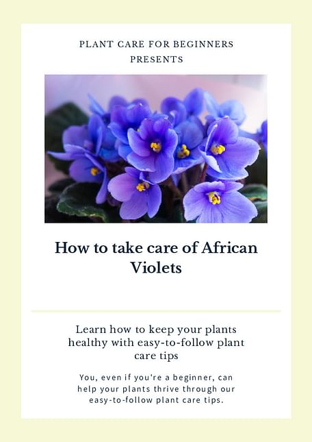How to take care of African Violets