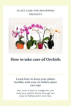 How to take care of Orchids