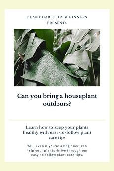 Can you bring a houseplant outdoors?