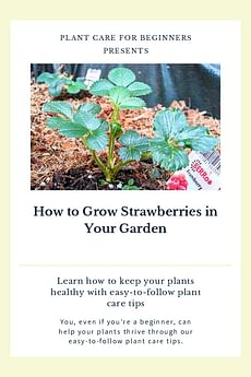 How to Grow Strawberries in Your Garden