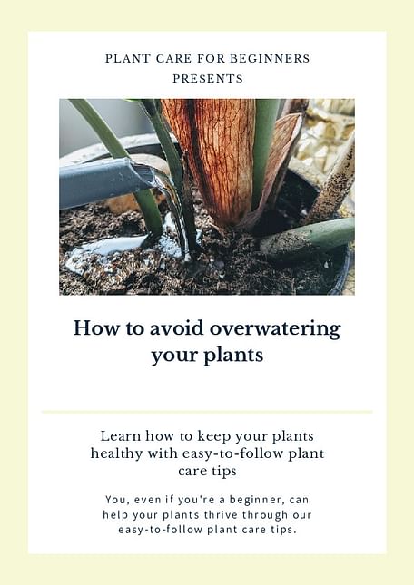How to avoid overwatering your plants