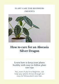 How to care for an Alocasia Silver Dragon