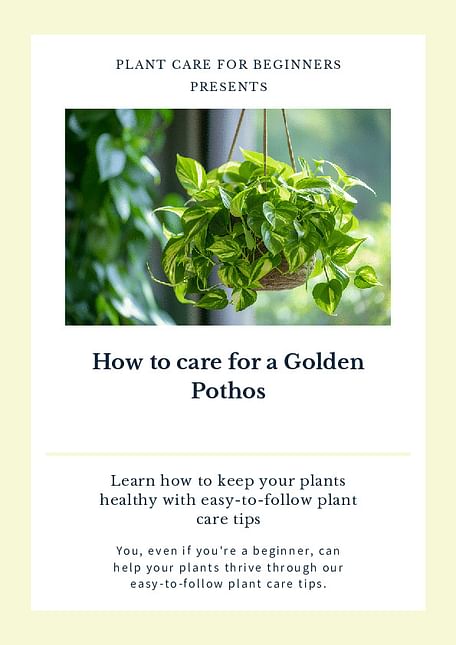How to care for a Golden Pothos