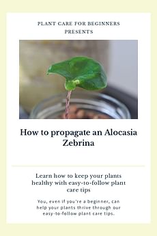 How to propagate an Alocasia Zebrina