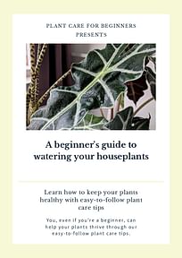 A beginner's guide to watering your houseplants