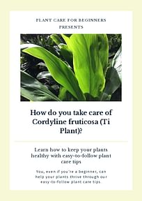 How do you take care of Cordyline fruticosa (Ti Plant)?