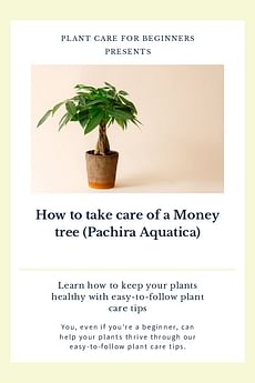 How to take care of a Money tree (Pachira Aquatica)