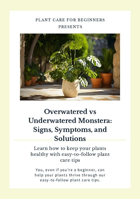 Overwatered vs Underwatered Monstera: Signs, Symptoms, and Solutions