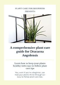 A comprehensive plant care guide for Dracaena Angolensis