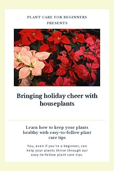 Bringing holiday cheer with houseplants