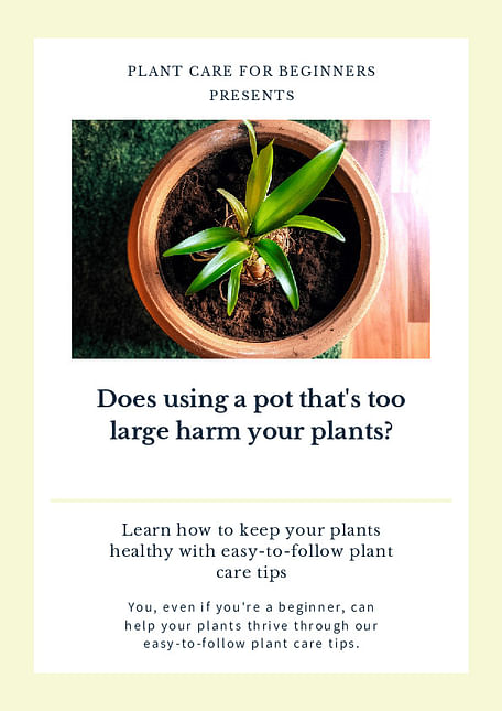 Does using a pot that's too large harm your plants?