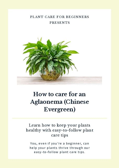How to care for an Aglaonema (Chinese Evergreen)