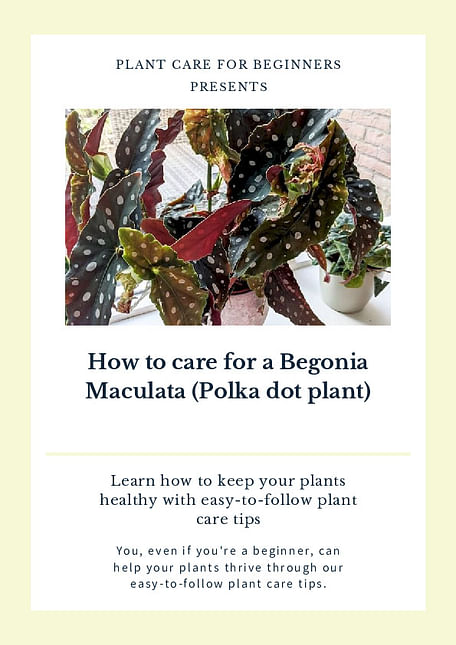How to care for a Begonia Maculata (Polka dot plant)