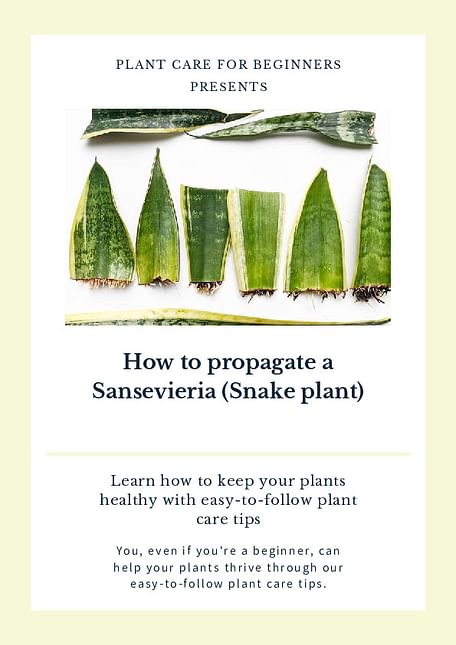 How to propagate a Sansevieria (Snake plant)