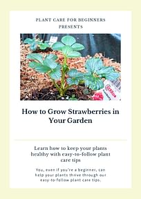 How to Grow Strawberries in Your Garden