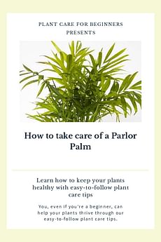 How to take care of a Parlor Palm