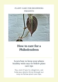 How to care for a Philodendron