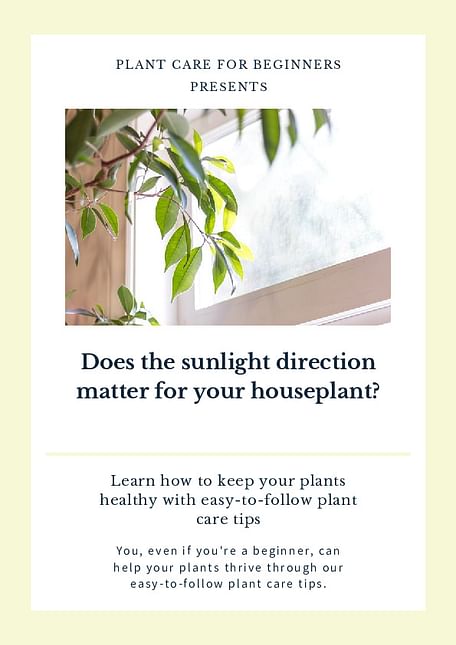Does the sunlight direction matter for your houseplant?