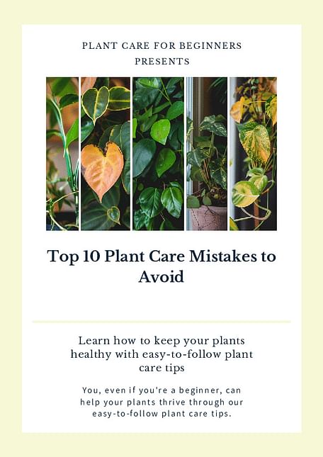 Top 10 Plant Care Mistakes to Avoid