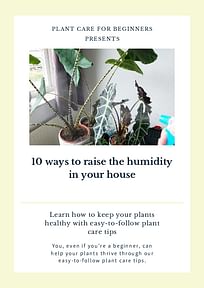 10 ways to raise the humidity in your house