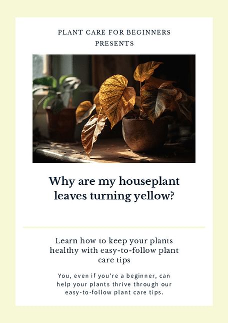 Why are my houseplant leaves turning yellow?