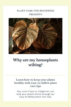 Why are my houseplants wilting?