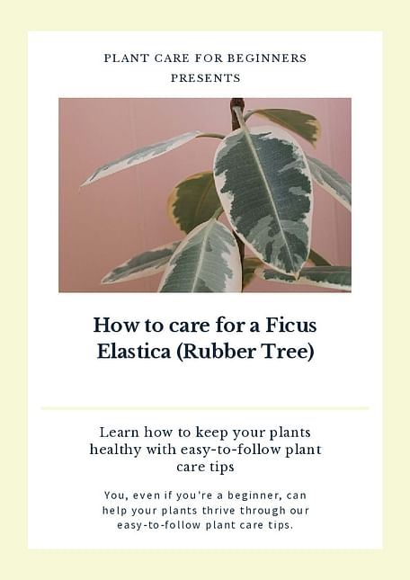 How to care for a Ficus Elastica (Rubber Tree)