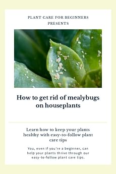 How to get rid of mealybugs on houseplants