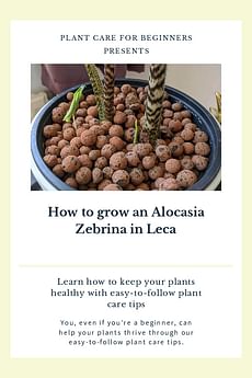 How to grow an Alocasia Zebrina in Leca