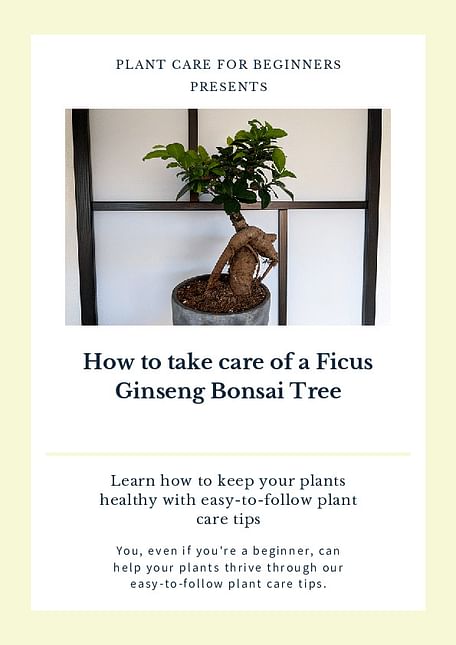 How to take care of a Ficus Ginseng Bonsai Tree