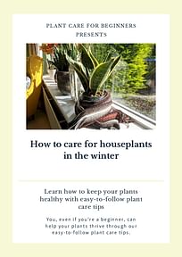 How to care for houseplants in the winter