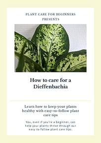 How to care for a Dieffenbachia