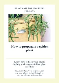 How to propagate a spider plant