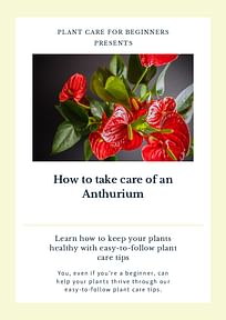 How to take care of an Anthurium