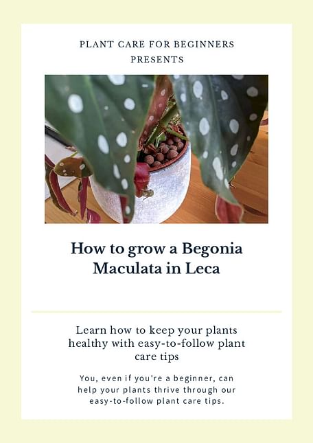 How to grow a Begonia Maculata in Leca