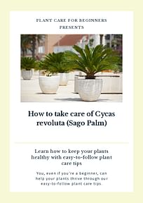 How to take care of Cycas revoluta (Sago Palm)