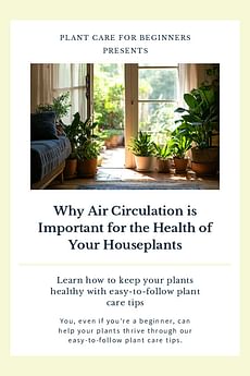Why Air Circulation is Important for the Health of Your Houseplants