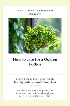 How to care for a Golden Pothos