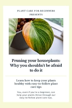 Pruning your houseplants: Why you shouldn't be afraid to do it