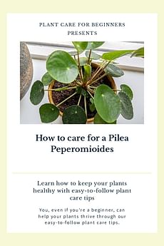 How to care for a Pilea Peperomioides