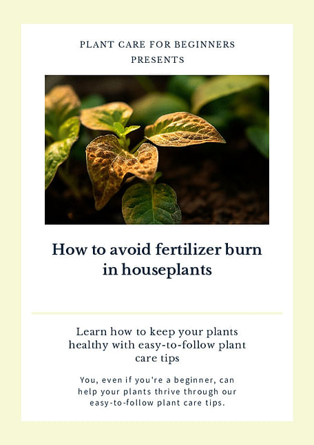 How to avoid fertilizer burn in houseplants