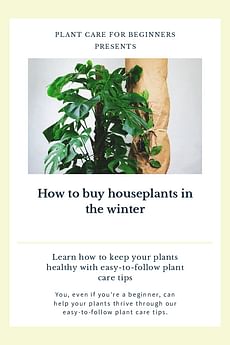 How to buy houseplants in the winter