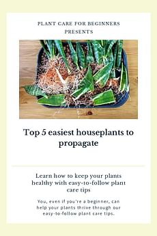 Top 5 easiest houseplants to propagate